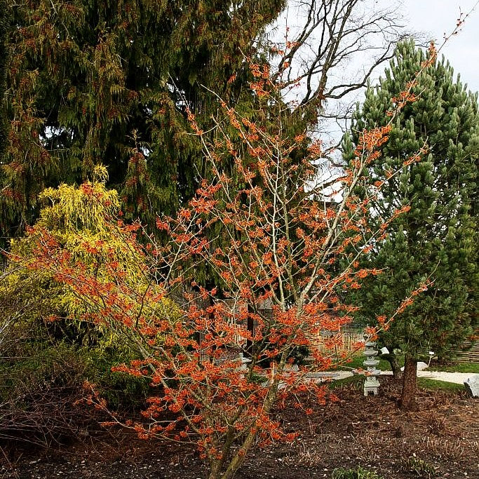 Zaubernuss 'Orange Beauty' (Hamamelis x interm.)