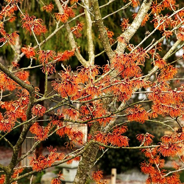 Zaubernuss 'Orange Beauty' (Hamamelis x interm.)