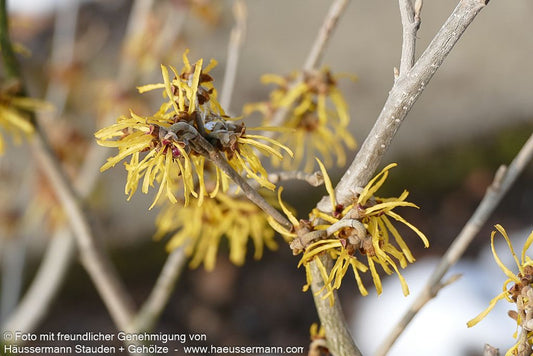 Zaubernuss 'Pallida' (Hamamelis x interm.)
