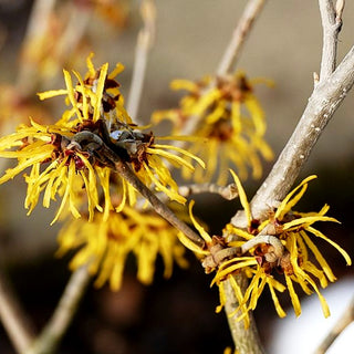 Zaubernuss 'Pallida' (Hamamelis x interm.)