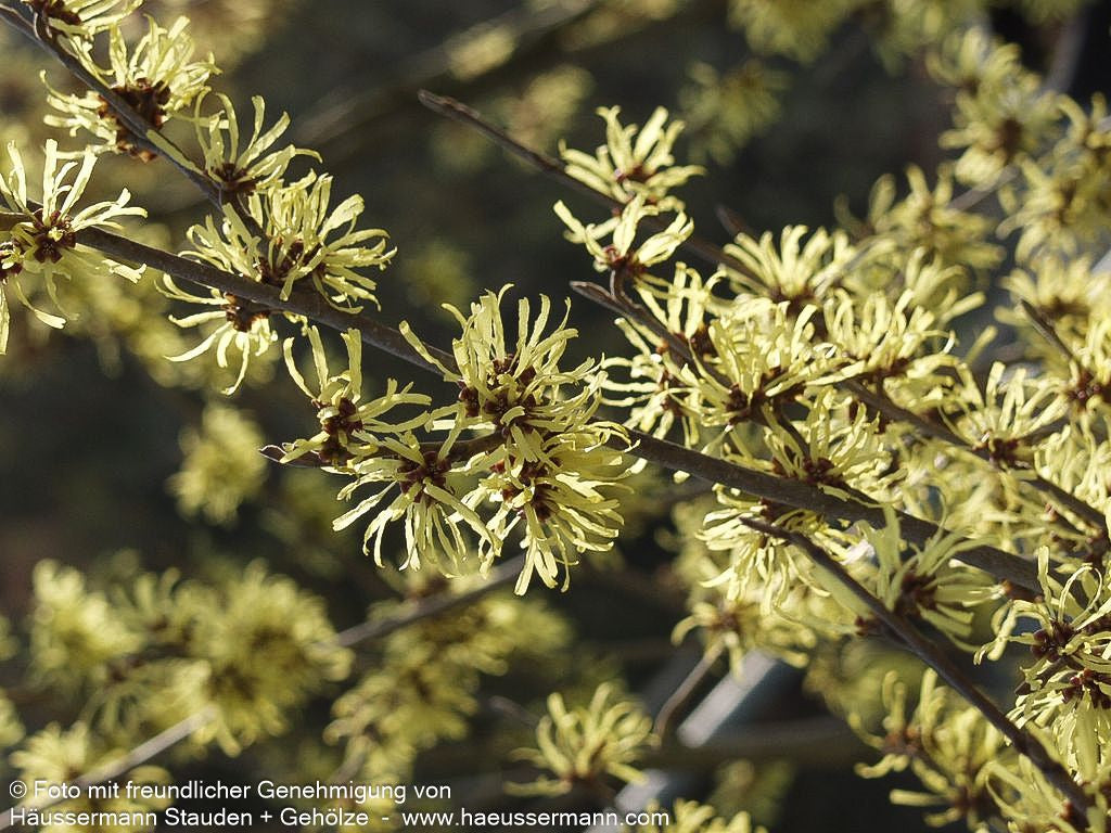 Zaubernuss 'Pallida' (Hamamelis x interm.)