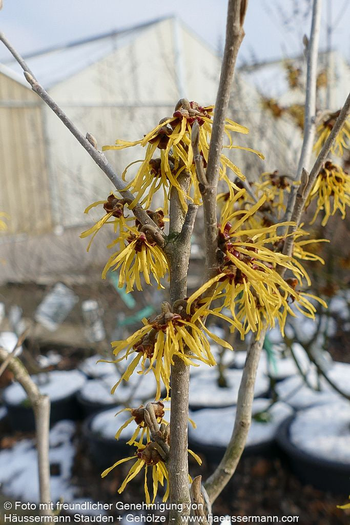 Zaubernuss 'Pallida' (Hamamelis x interm.)