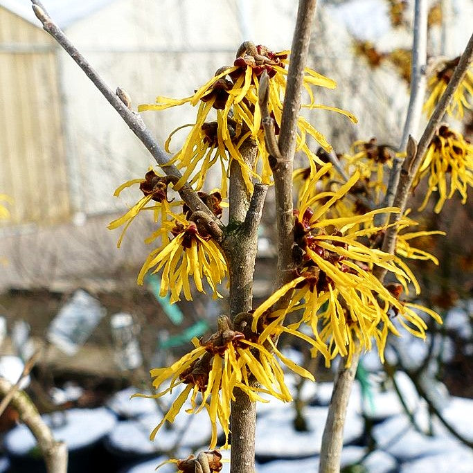 Zaubernuss 'Pallida' (Hamamelis x interm.)