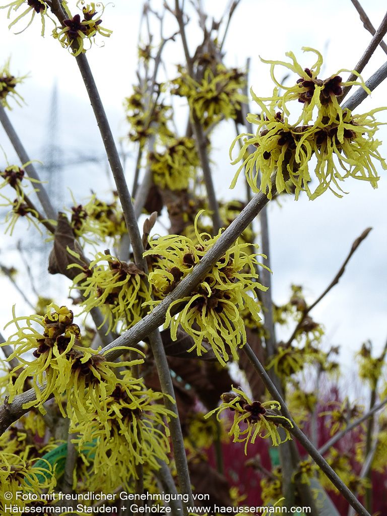 Zaubernuss 'Pallida' (Hamamelis x interm.)