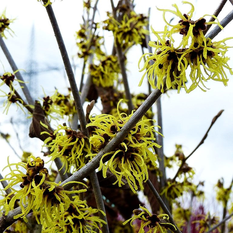 Zaubernuss 'Pallida' (Hamamelis x interm.)