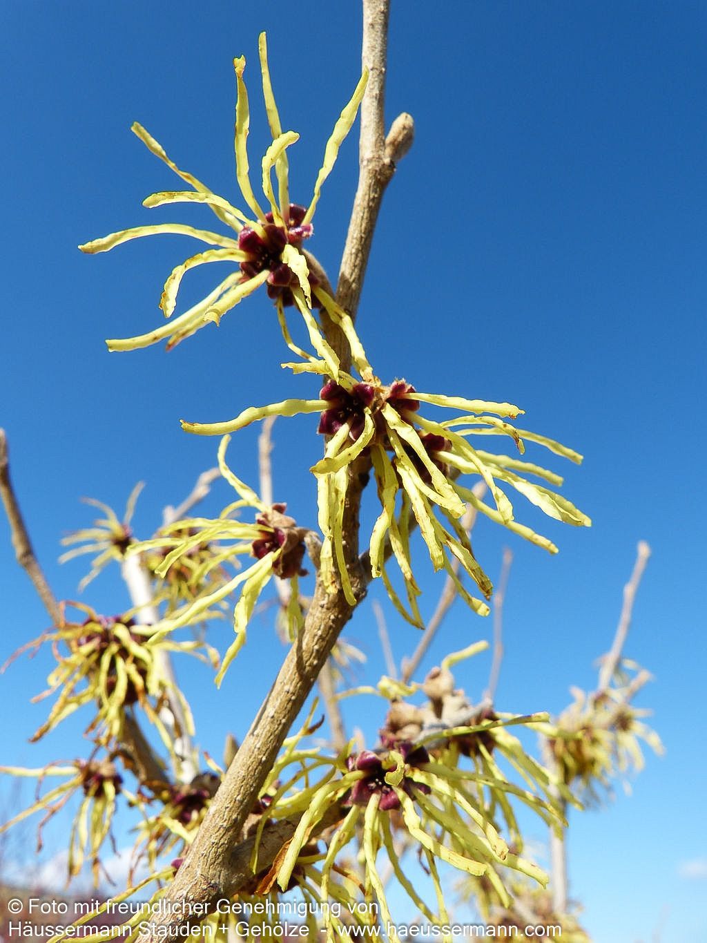 Zaubernuss 'Pallida' (Hamamelis x interm.)