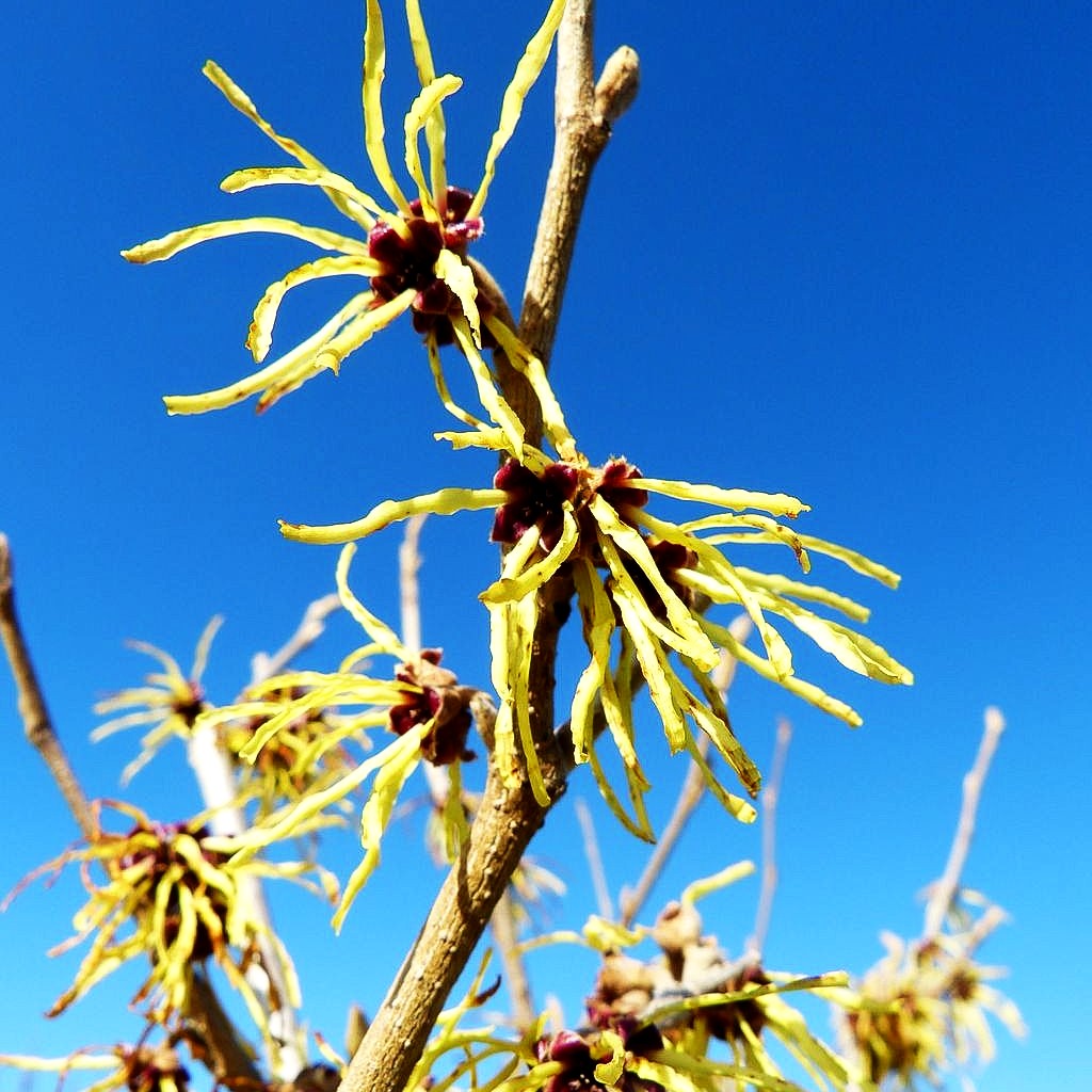 Zaubernuss 'Pallida' (Hamamelis x interm.)