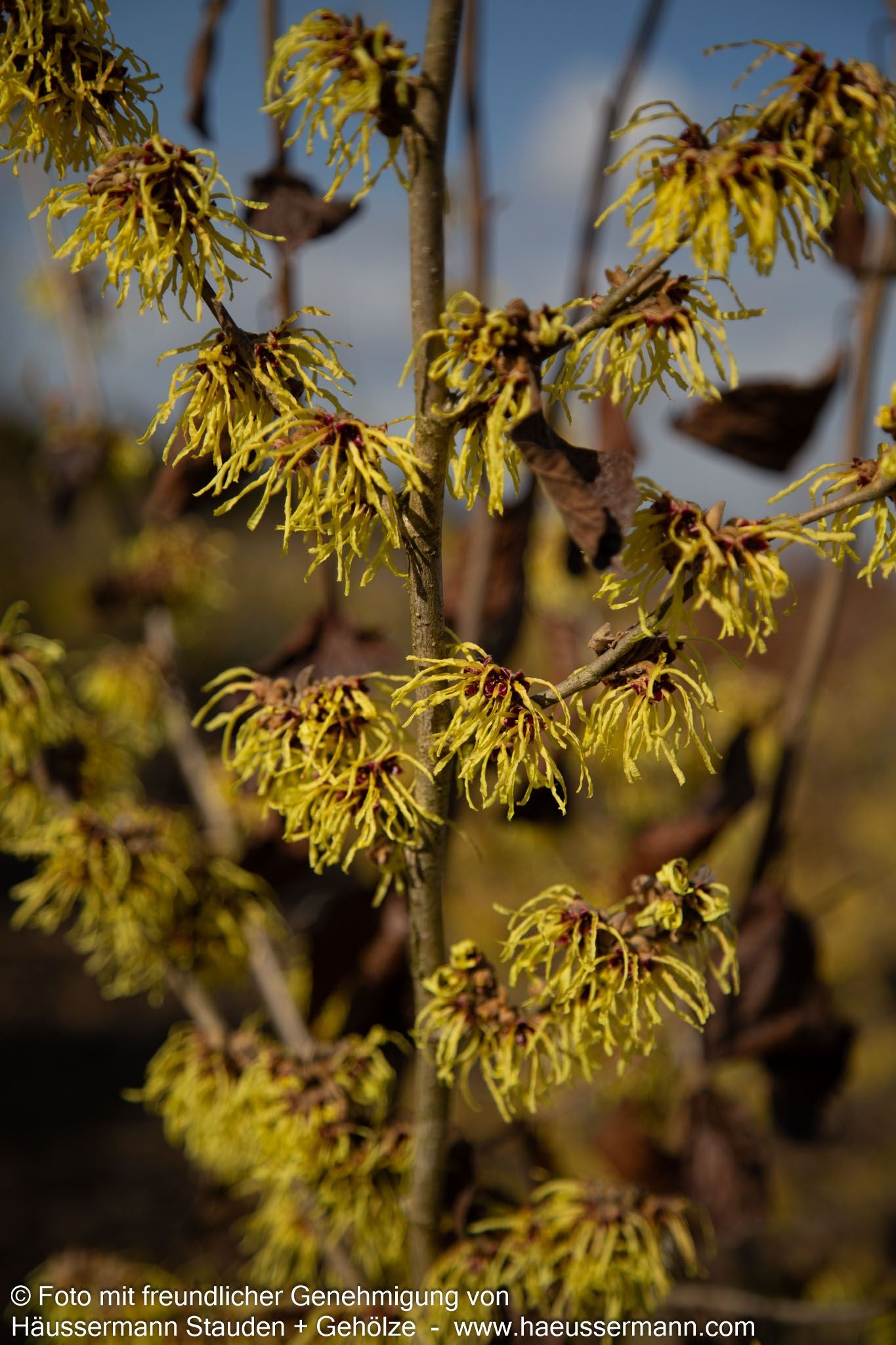 Zaubernuss 'Pallida' (Hamamelis x interm.)