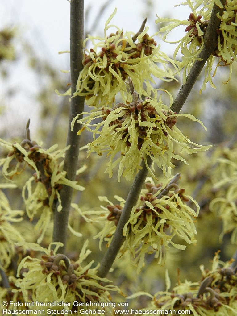 Zaubernuss 'Pallida' (Hamamelis x interm.)