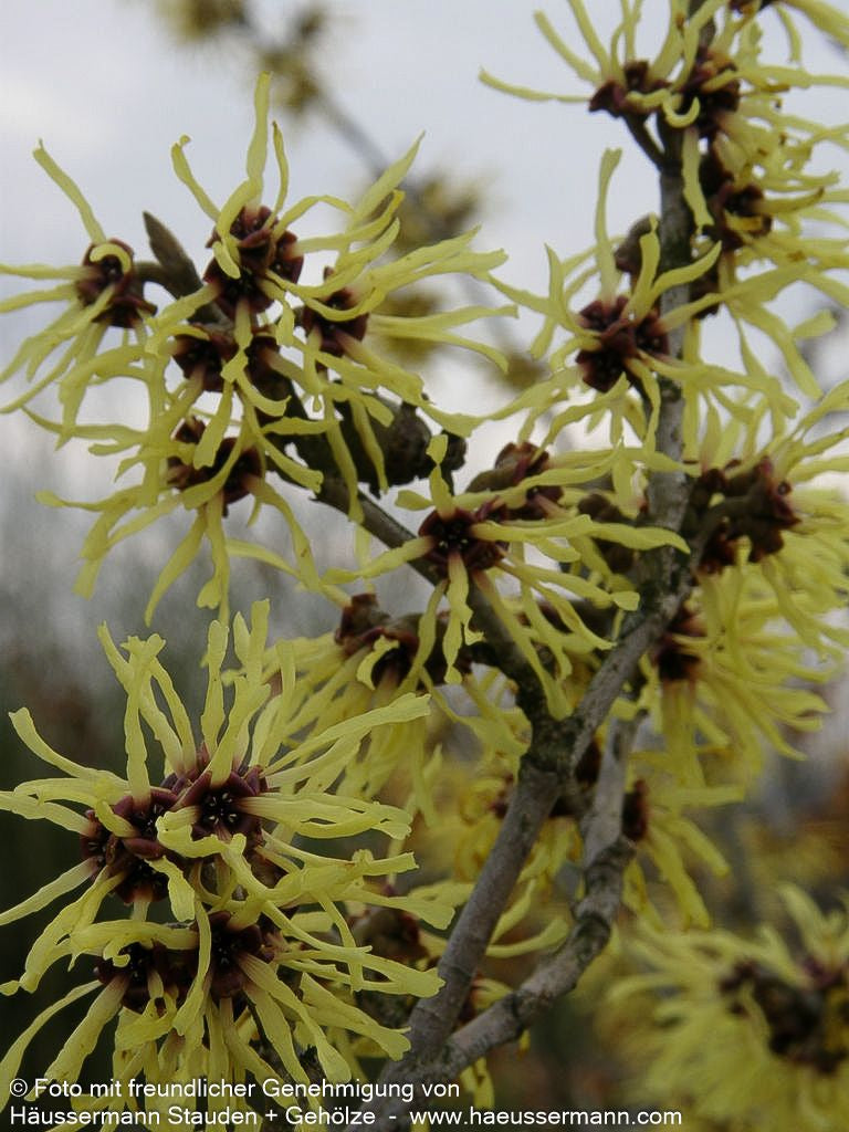 Zaubernuss 'Pallida' (Hamamelis x interm.)