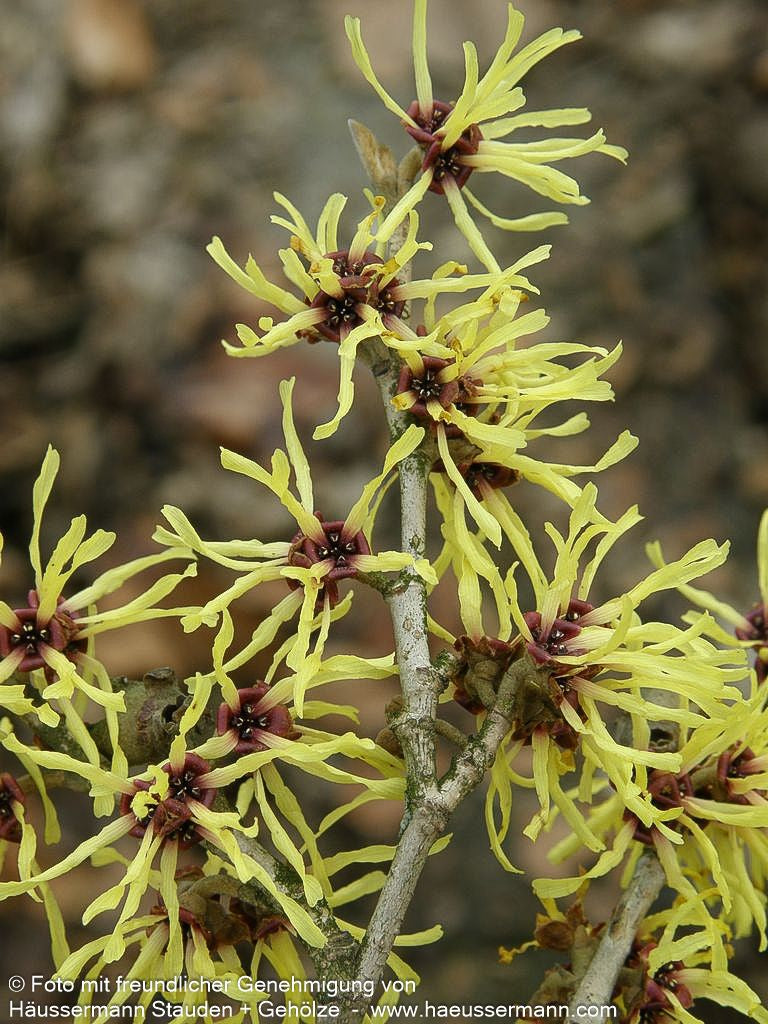 Zaubernuss 'Pallida' (Hamamelis x interm.)