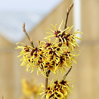 Zaubernuss 'Primavera' (Hamamelis x interm.)