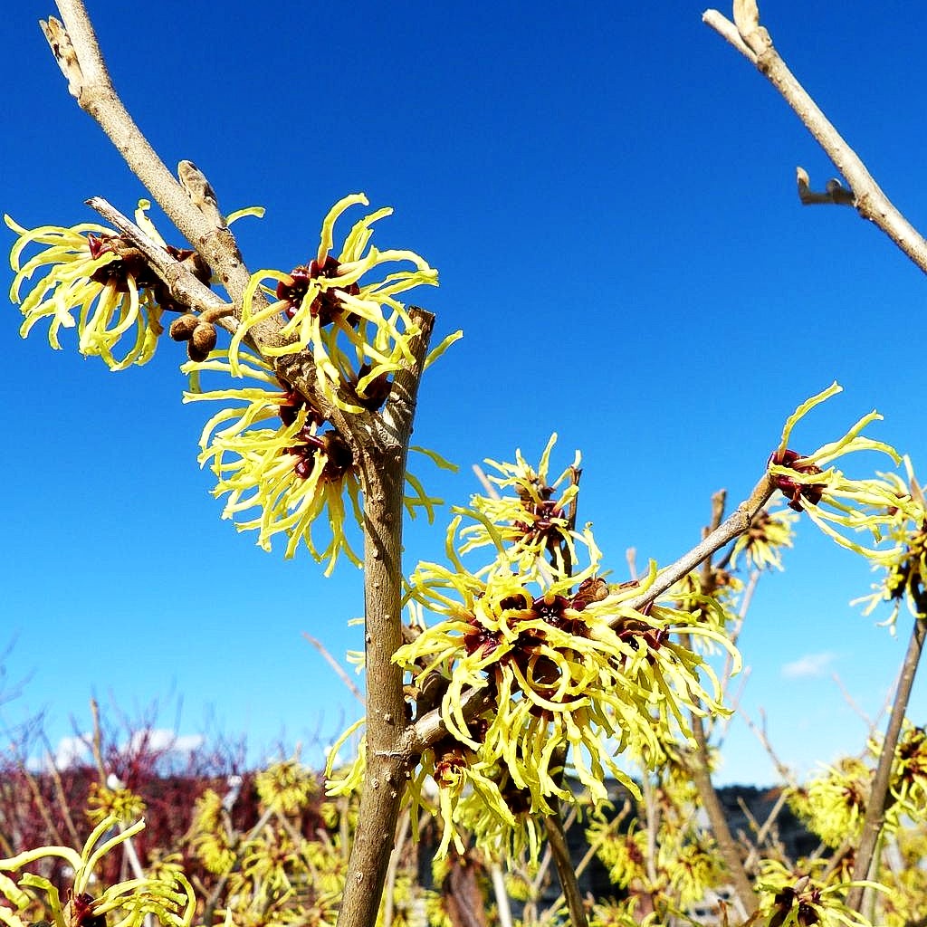 Zaubernuss 'Primavera' (Hamamelis x interm.)
