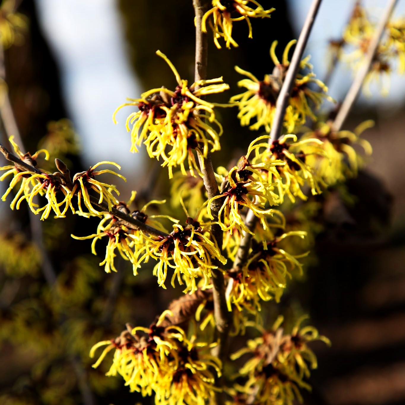 Zaubernuss 'Primavera' (Hamamelis x interm.)