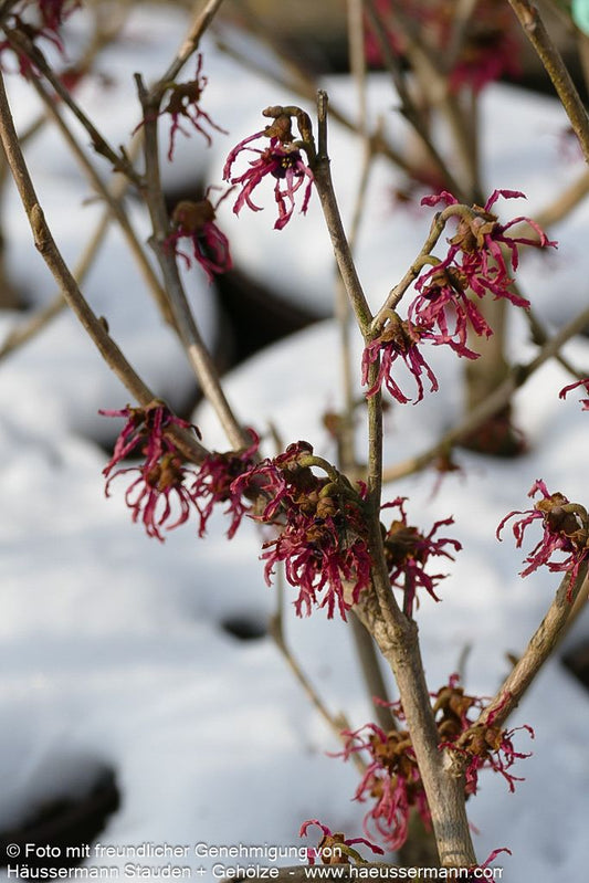 Zaubernuss 'Ruby Glow' (Hamamelis x interm.)
