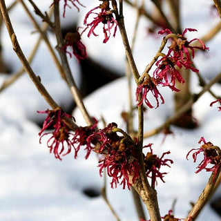 Zaubernuss 'Ruby Glow' (Hamamelis x interm.)
