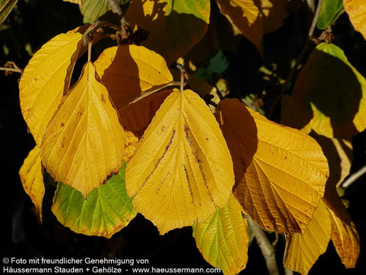 Zaubernuss 'Westerstede' (Hamamelis x interm.)
