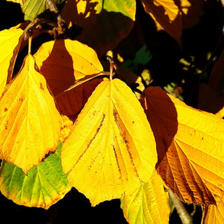 Zaubernuss 'Westerstede' (Hamamelis x interm.)