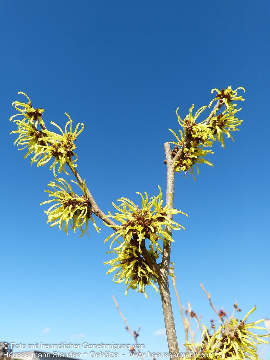 Zaubernuss 'Westerstede' (Hamamelis x interm.)