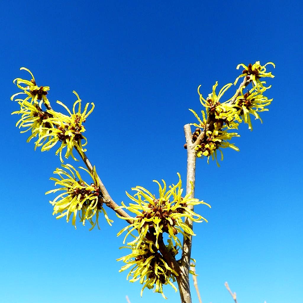 Zaubernuss 'Westerstede' (Hamamelis x interm.)