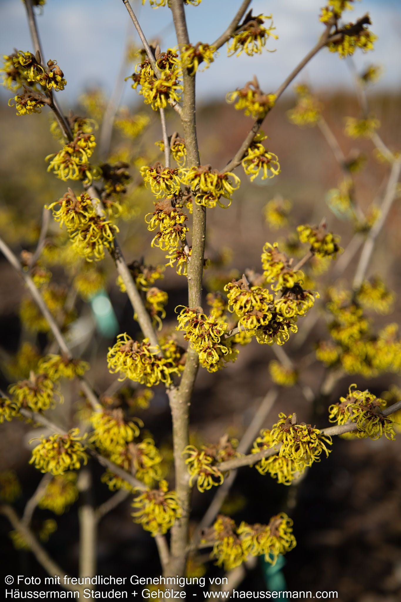 Zaubernuss 'Westerstede' (Hamamelis x interm.)