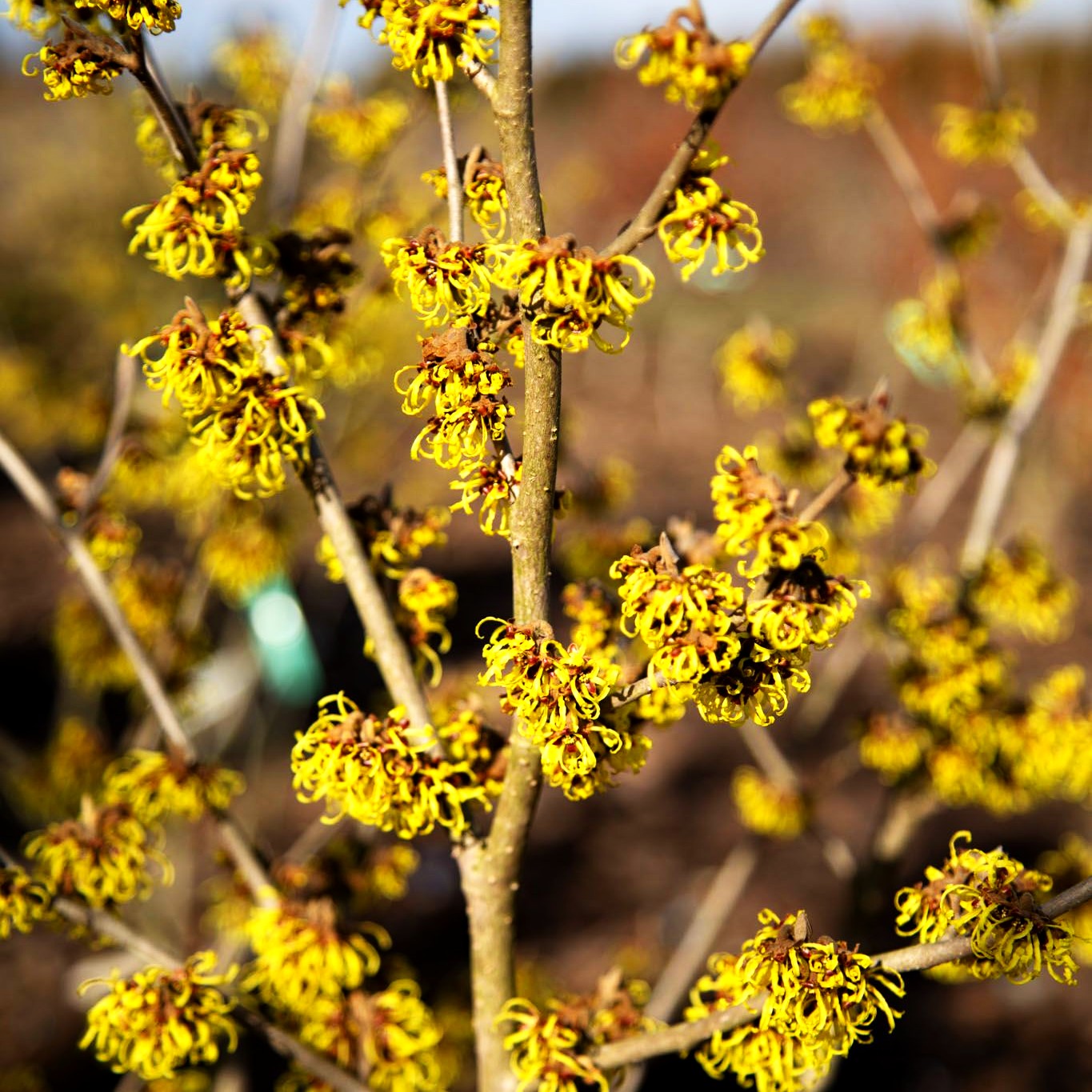 Zaubernuss 'Westerstede' (Hamamelis x interm.)