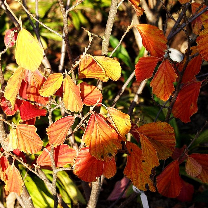 Zaubernuss 'Westerstede' (Hamamelis x interm.)