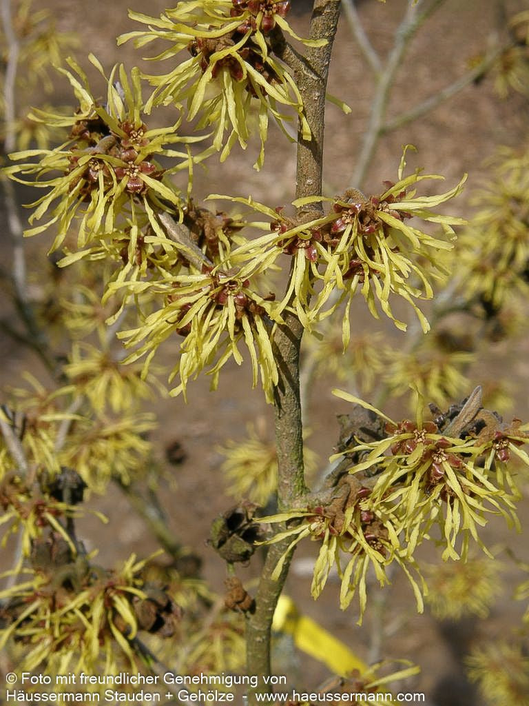 Zaubernuss 'Westerstede' (Hamamelis x interm.)