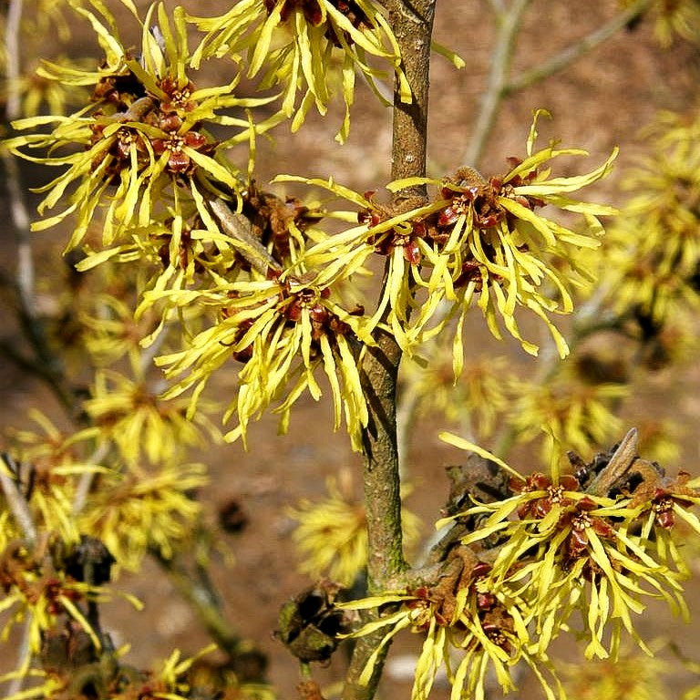 Zaubernuss 'Westerstede' (Hamamelis x interm.)