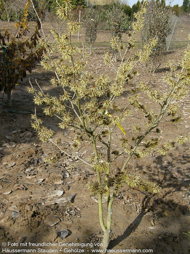 Zaubernuss 'Westerstede' (Hamamelis x interm.)