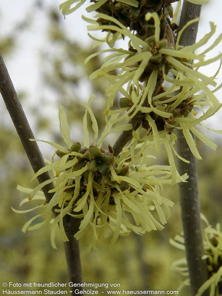 Zaubernuss 'Westerstede' (Hamamelis x interm.)