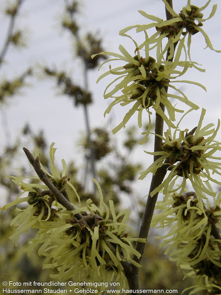 Zaubernuss 'Westerstede' (Hamamelis x interm.)