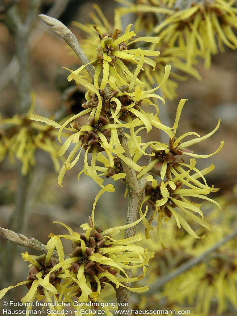 Zaubernuss 'Westerstede' (Hamamelis x interm.)
