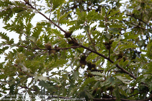 Zerr-Eiche, Moos-Eiche (Quercus cerris)