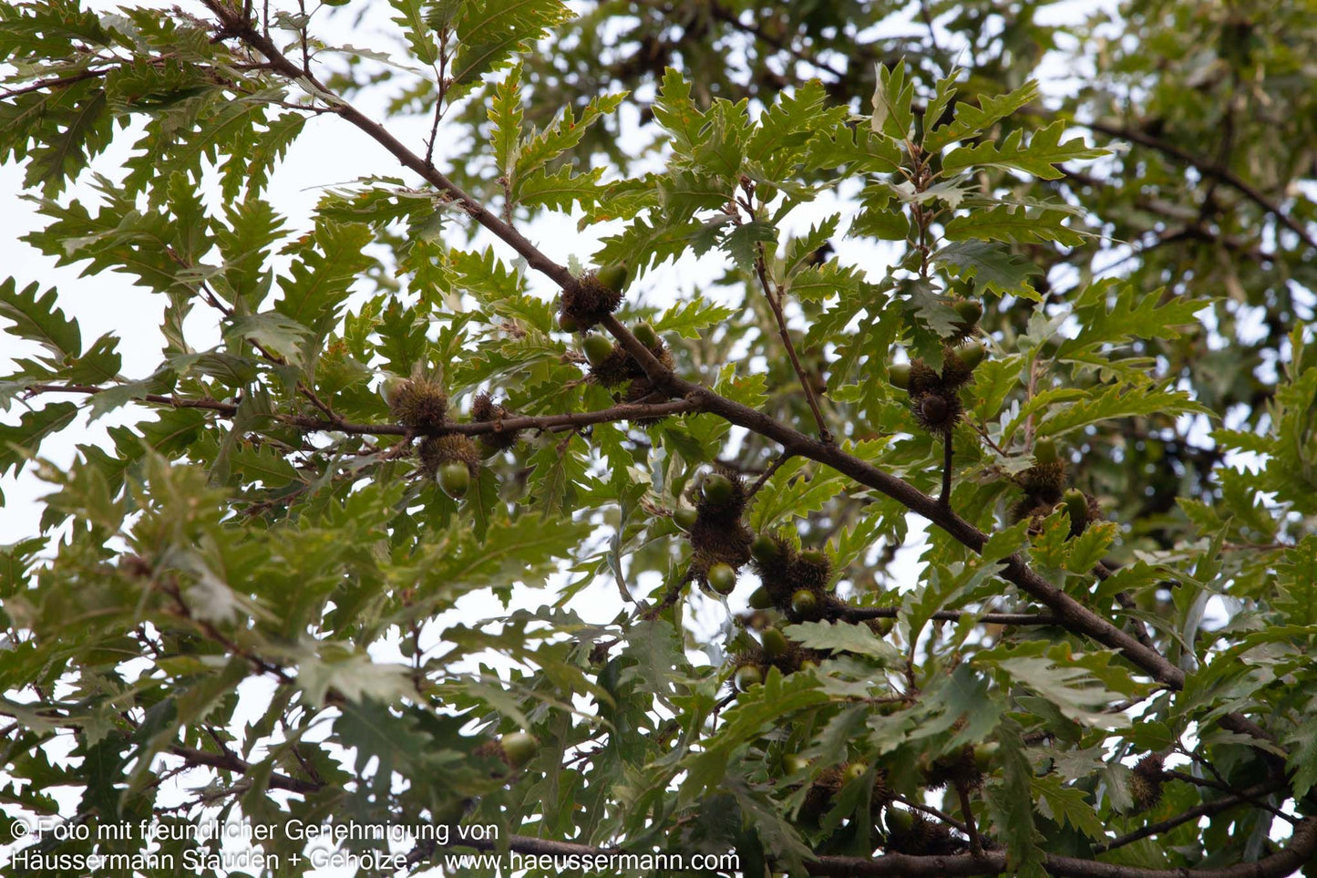Zerr-Eiche, Moos-Eiche (Quercus cerris)
