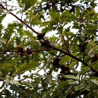 Zerr-Eiche, Moos-Eiche (Quercus cerris)