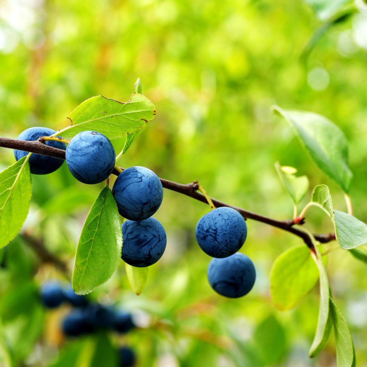 Ziebärtle (Prunus domestica ssp.prisca)