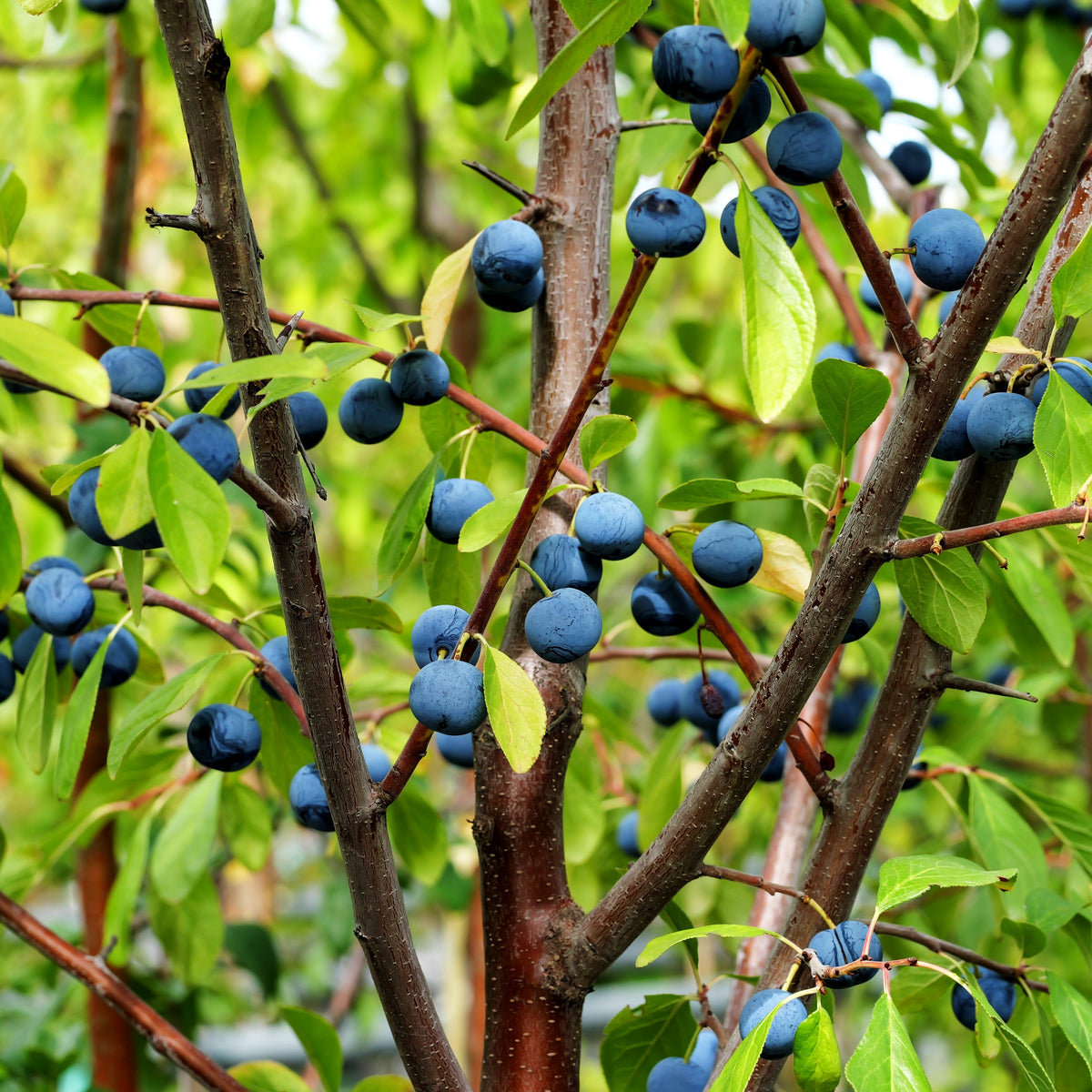 Ziebärtle (Prunus domestica ssp.prisca)