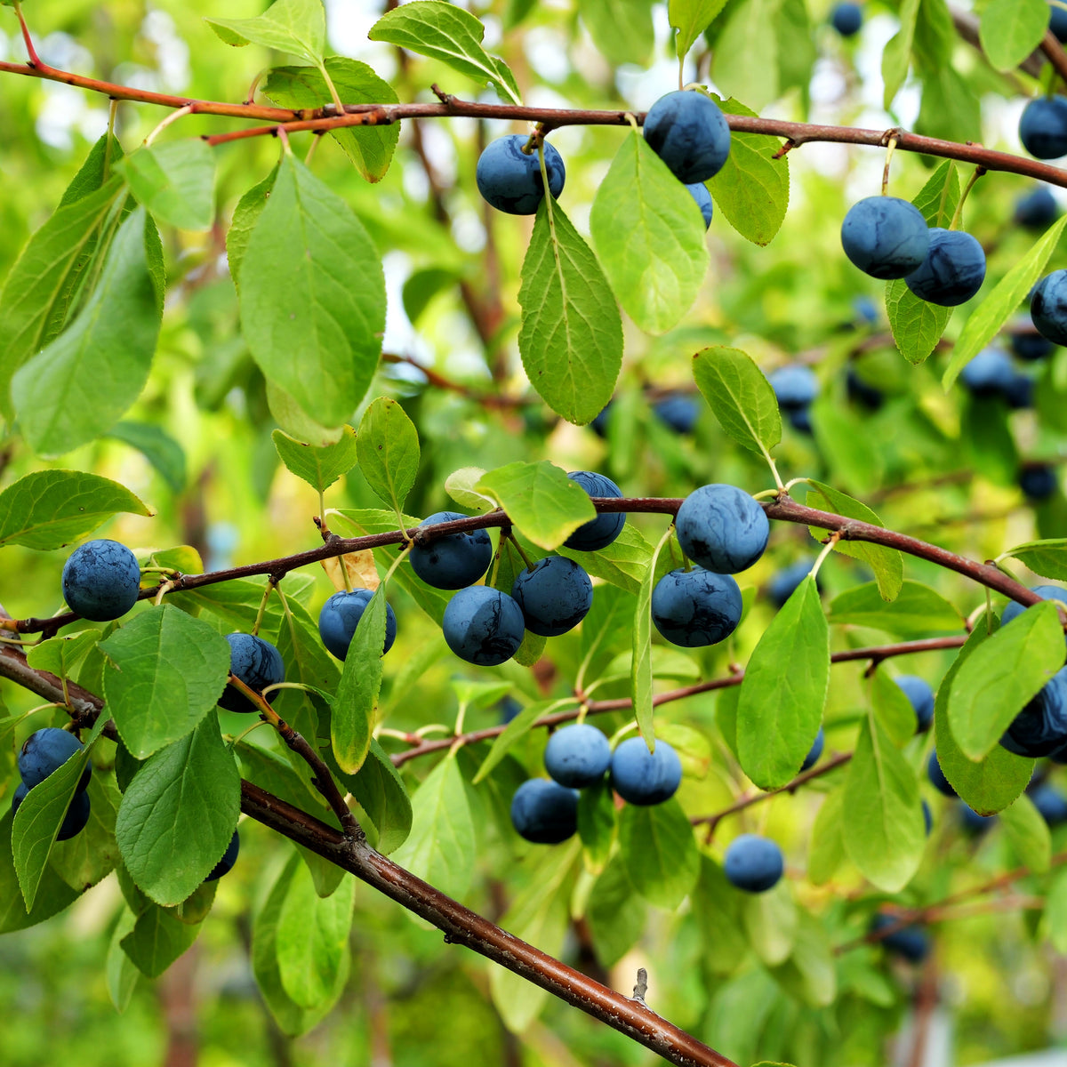 Ziebärtle (Prunus domestica ssp.prisca)