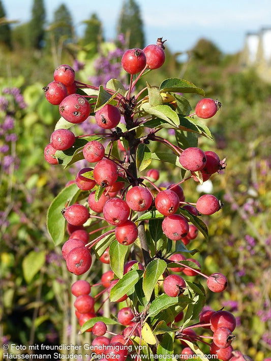 Zier-Apfel 'Adirondack' (Malus x cult.)