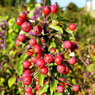 Zier-Apfel 'Adirondack' (Malus x cult.)