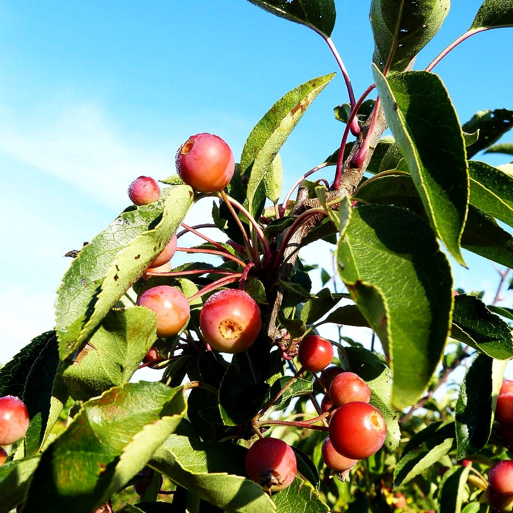 Zier-Apfel 'Adirondack' (Malus x cult.)