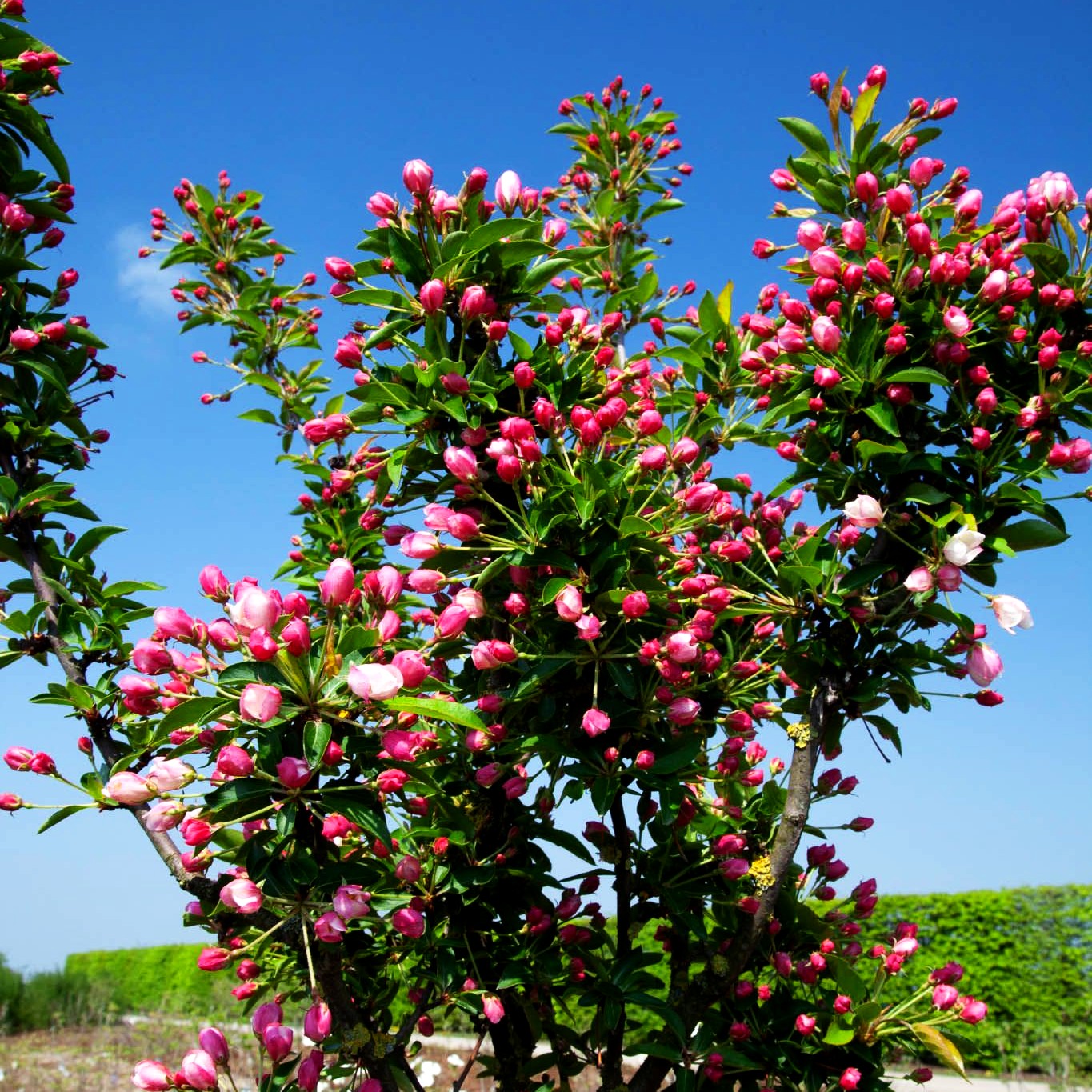 Zier-Apfel 'Adirondack' (Malus x cult.)