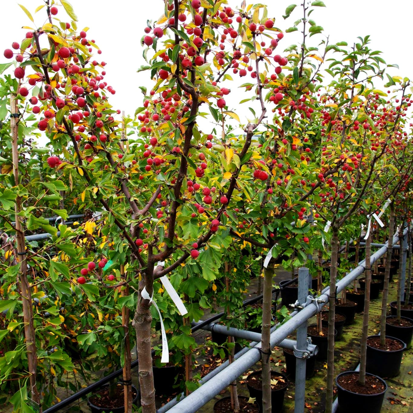 Zier-Apfel 'Adirondack' (Malus x cult.)