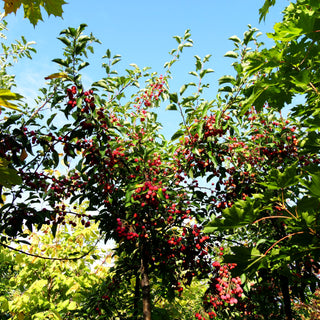 Zier-Apfel 'Braendkjaer' (Malus)