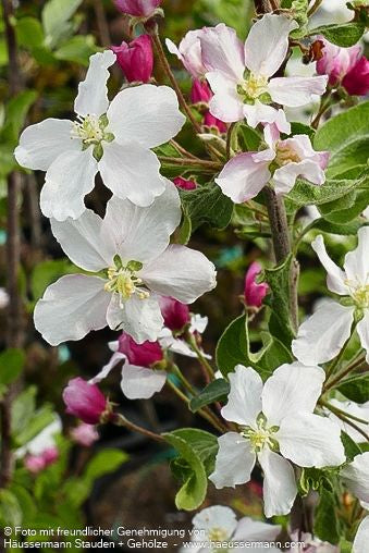 Zier-Apfel 'Butterball' (Malus x cult.)