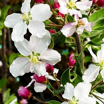Zier-Apfel 'Butterball' (Malus x cult.)
