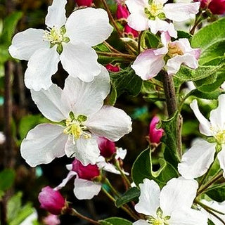 Zier-Apfel 'Butterball' (Malus x cult.)