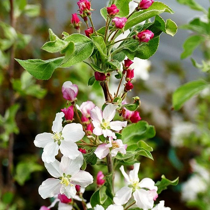 Zier-Apfel 'Butterball' (Malus x cult.)
