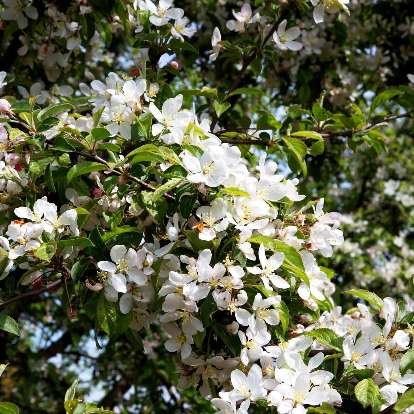 Zier-Apfel 'Butterball' (Malus x cult.)